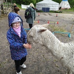 Dziewczynka karmi alpakę